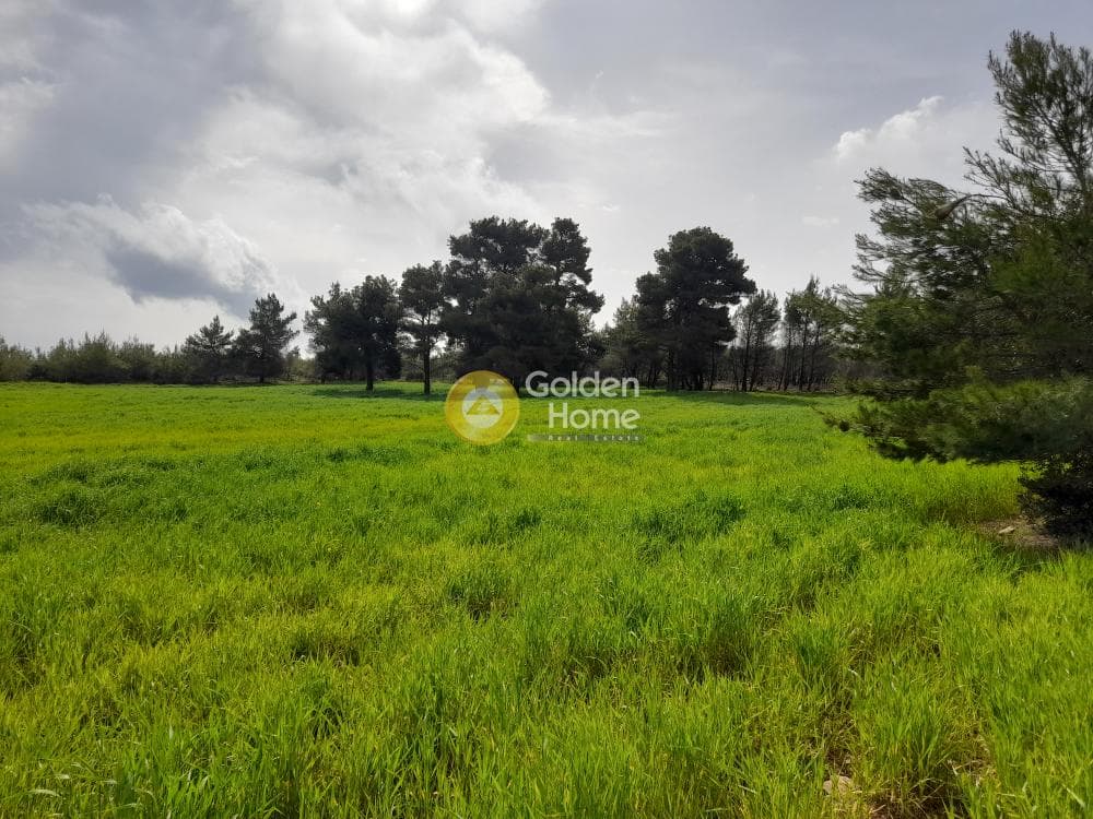 Building Plot in Amigdaleza, Stamata — Photo 3 of 4