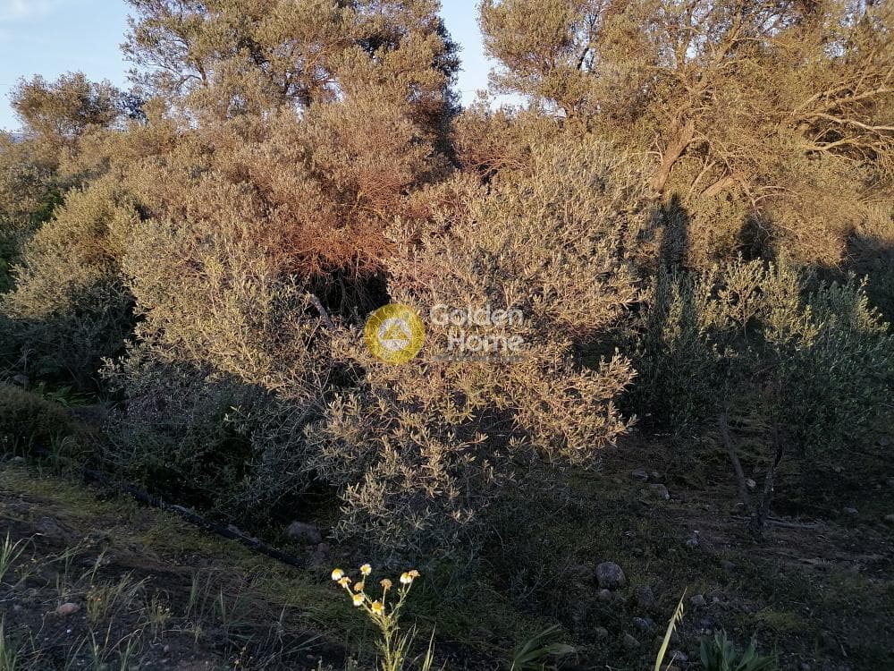 Οικόπεδο στην Φανερωμένη, Μοίρες — Φωτογραφία 2 από 12