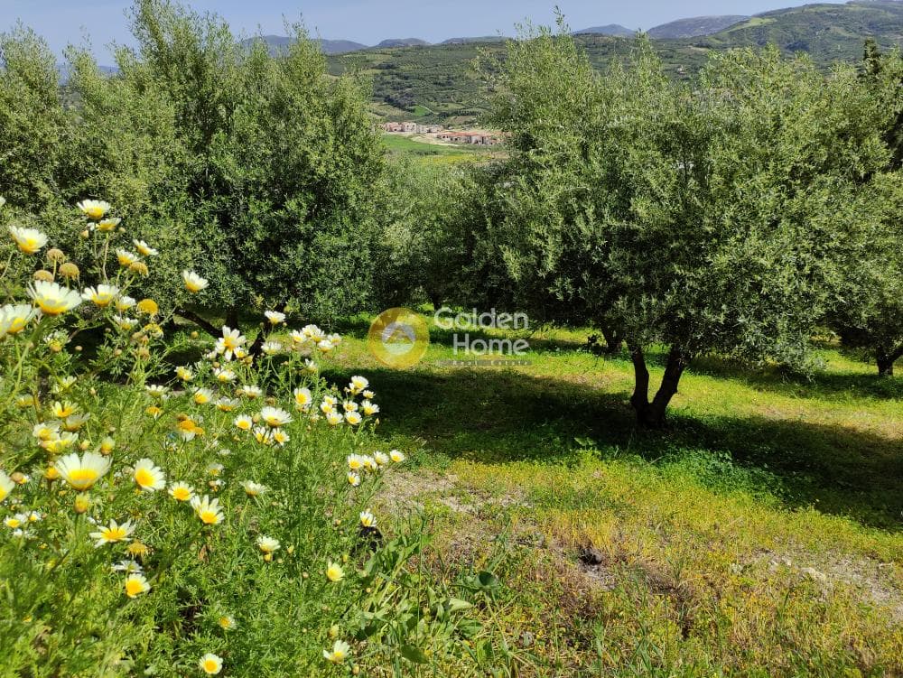 Οικόπεδο στην Κερασιά, Τετραχώρι — Φωτογραφία 2 από 9