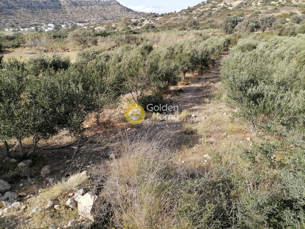 Αγροτεμάχιο στην Μάταλα, Τυμπάκι — Φωτογραφία 12 από 24