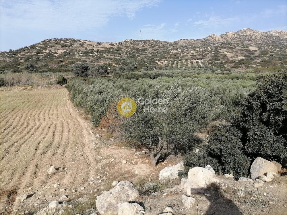 Αγροτεμάχιο στην Μάταλα, Τυμπάκι — Φωτογραφία 6 από 24
