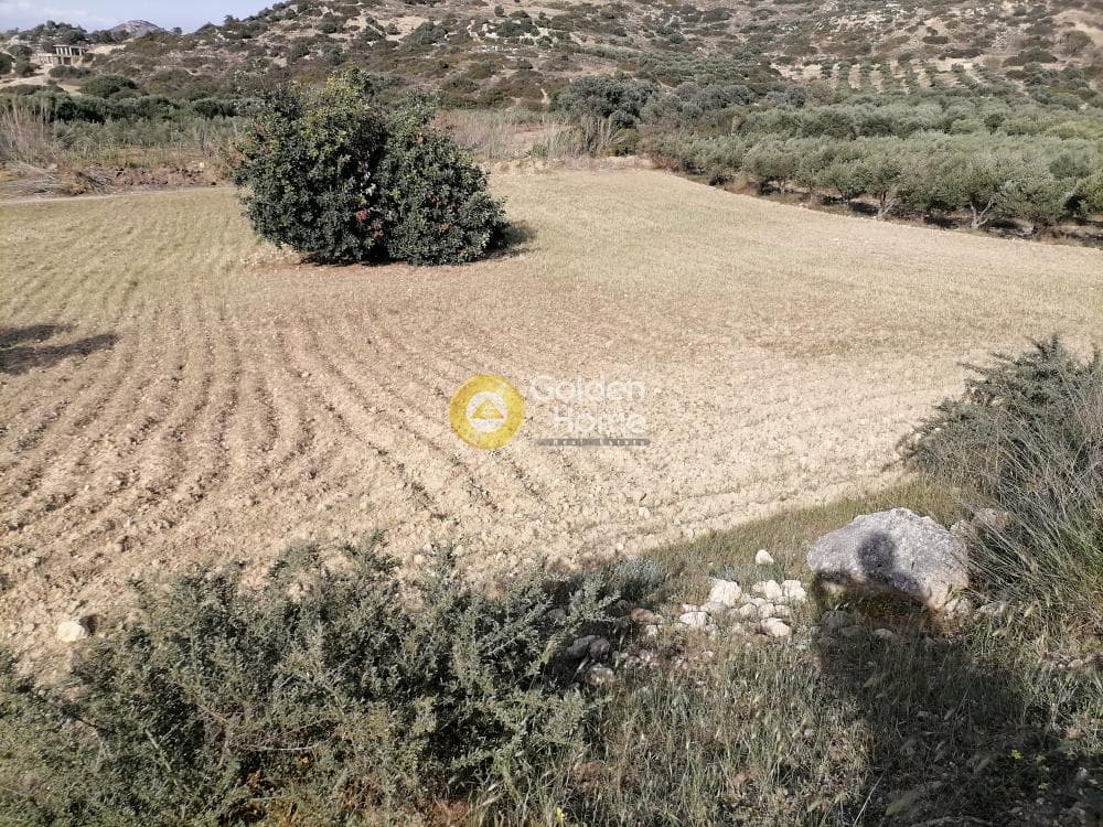 Αγροτεμάχιο στην Μάταλα, Τυμπάκι — Φωτογραφία 8 από 24
