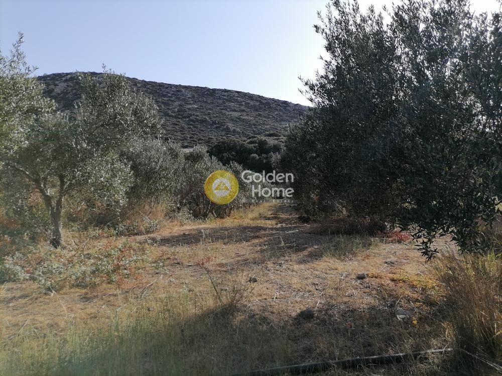 Αγροτεμάχιο στην Μάταλα, Τυμπάκι — Φωτογραφία 14 από 24