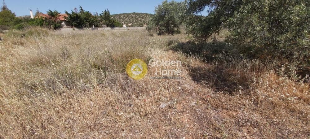 Parcel in Lamprika, Koropi — Photo 7 of 11