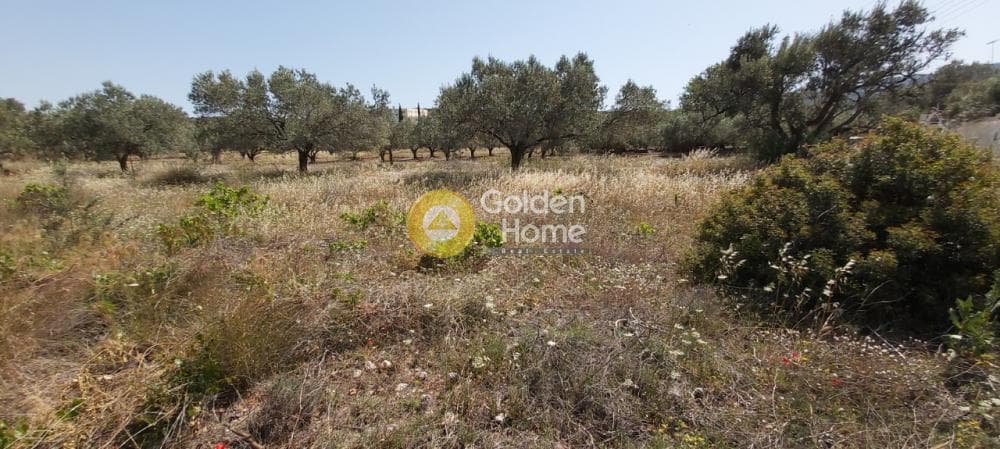Parcel in Lamprika, Koropi — Photo 8 of 11