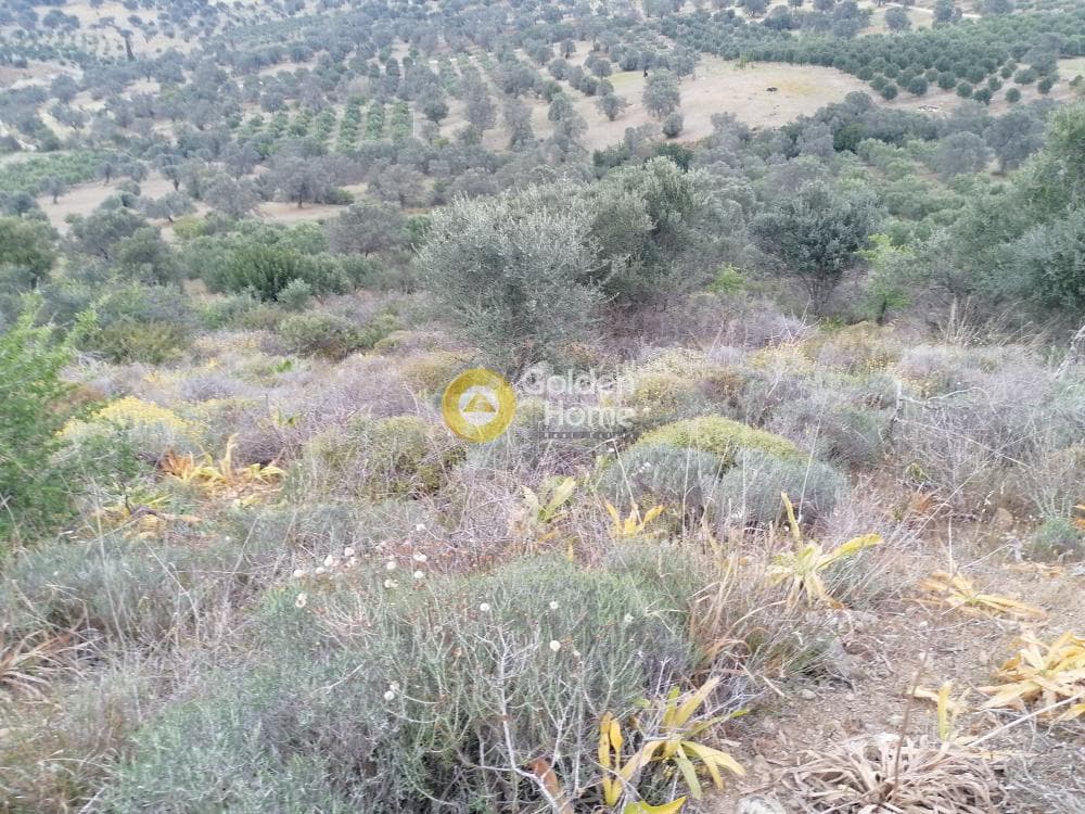 Parcel in Pitsidia, Timpaki — Photo 8 of 23