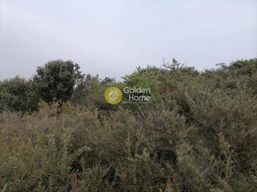 Parcel in Pitsidia, Timpaki — Photo 16 of 23