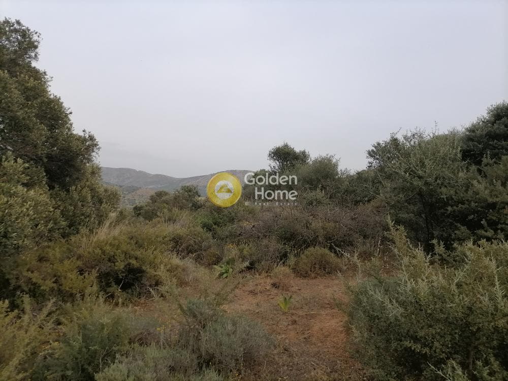 Parcel in Pitsidia, Timpaki — Photo 22 of 23