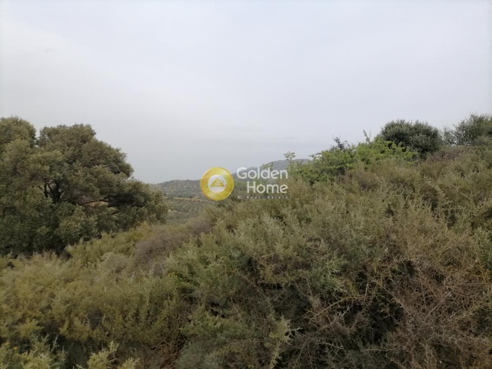 Αγροτεμάχιο στην Πιτσίδια, Τυμπάκι — Φωτογραφία 1 από 20