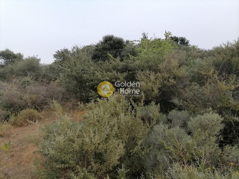 Αγροτεμάχιο στην Πιτσίδια, Τυμπάκι — Φωτογραφία 4 από 20