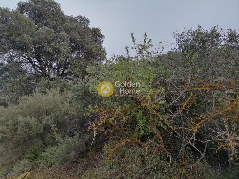 Αγροτεμάχιο στην Πιτσίδια, Τυμπάκι — Φωτογραφία 5 από 20