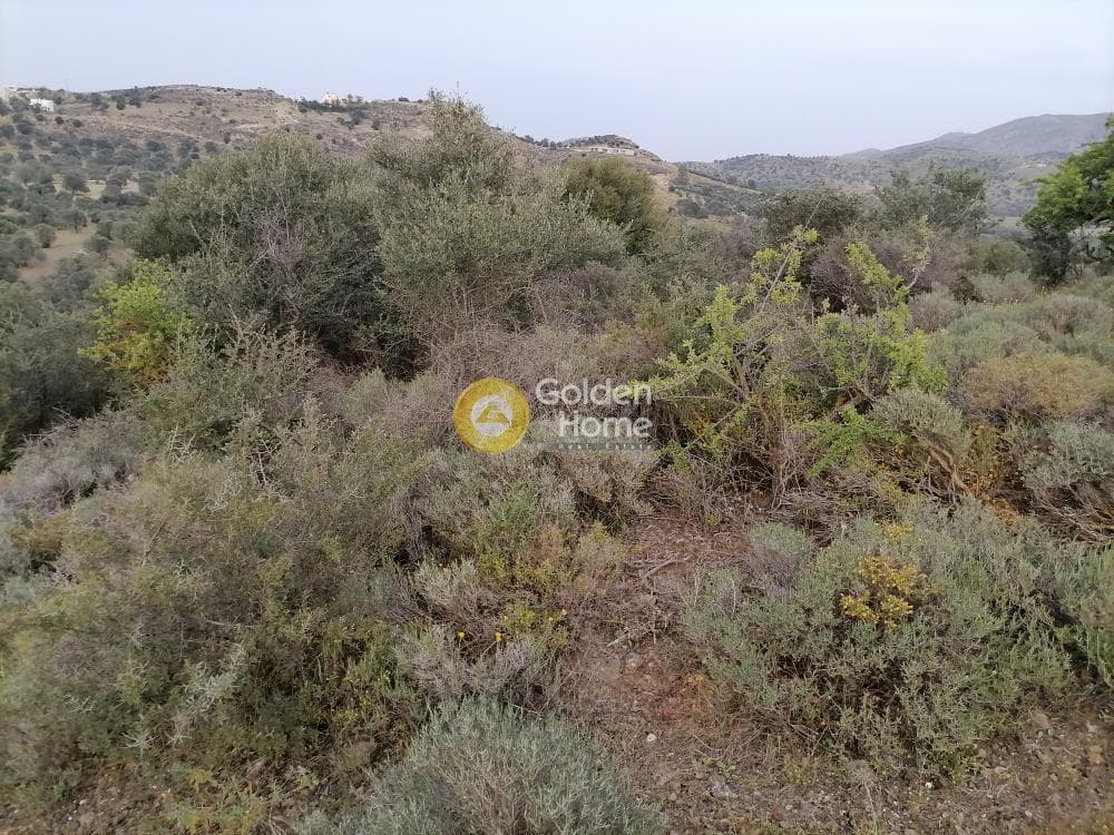 Αγροτεμάχιο στην Πιτσίδια, Τυμπάκι — Φωτογραφία 8 από 20