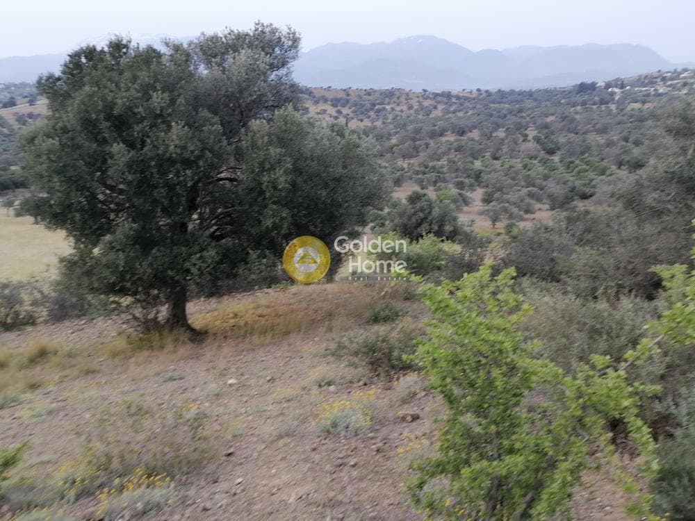 Αγροτεμάχιο στην Πιτσίδια, Τυμπάκι — Φωτογραφία 9 από 20