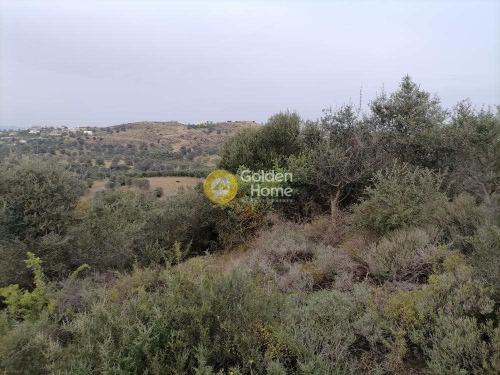 Αγροτεμάχιο στην Πιτσίδια, Τυμπάκι — Φωτογραφία 11 από 20