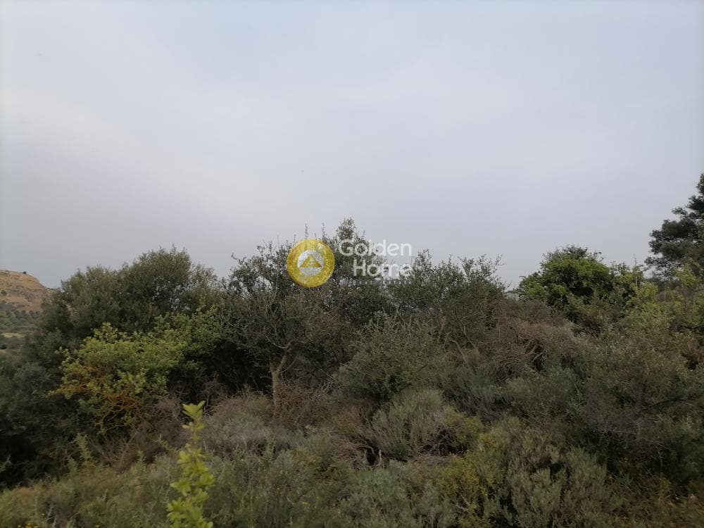 Αγροτεμάχιο στην Πιτσίδια, Τυμπάκι — Φωτογραφία 13 από 20