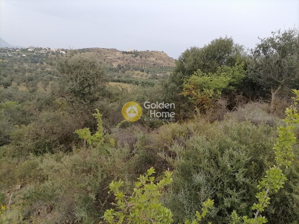 Αγροτεμάχιο στην Πιτσίδια, Τυμπάκι — Φωτογραφία 14 από 20