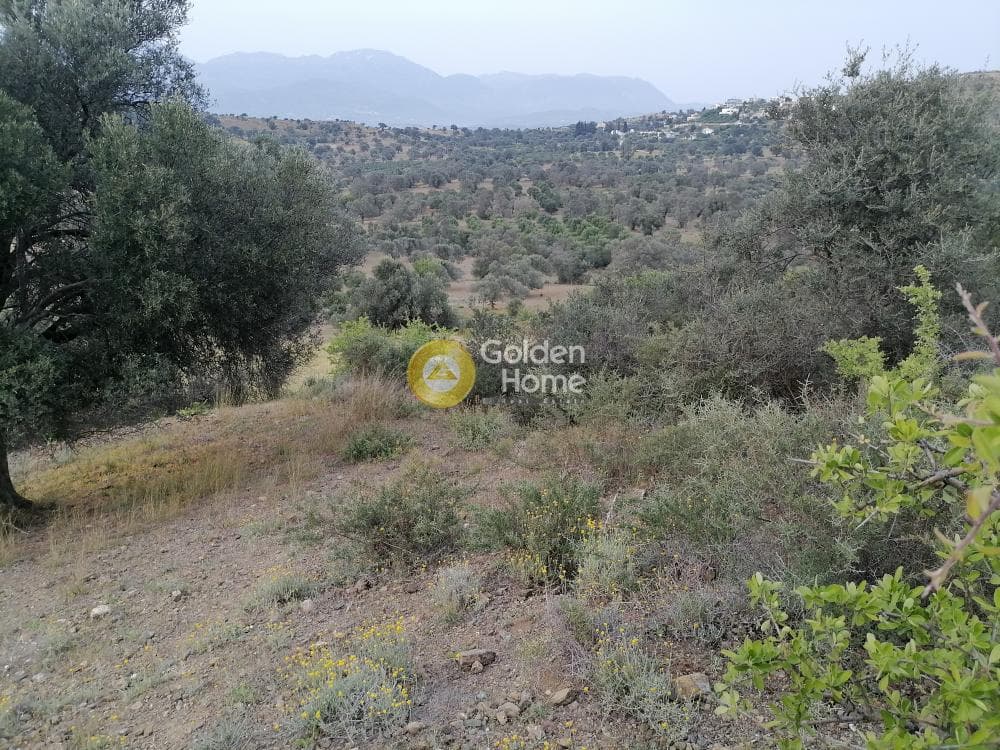 Αγροτεμάχιο στην Πιτσίδια, Τυμπάκι — Φωτογραφία 15 από 20