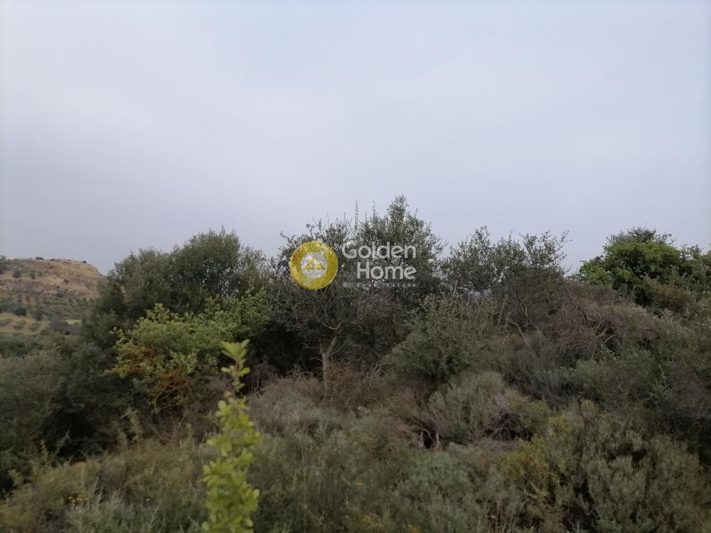 Αγροτεμάχιο στην Πιτσίδια, Τυμπάκι — Φωτογραφία 17 από 20