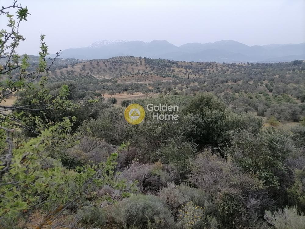 Αγροτεμάχιο στην Πιτσίδια, Τυμπάκι — Φωτογραφία 19 από 20