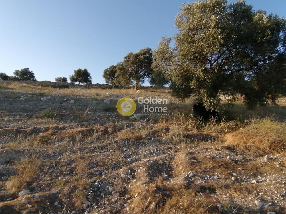 Αγροτεμάχιο στην Καμηλάρι, Τυμπάκι — Φωτογραφία 23 από 25
