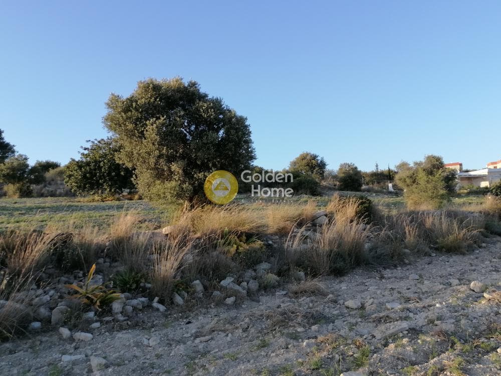 Αγροτεμάχιο στην Καμηλάρι, Τυμπάκι — Φωτογραφία 14 από 22