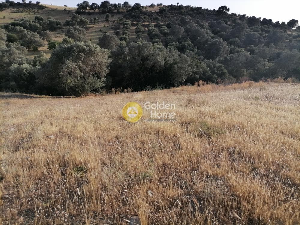 Οικόπεδο στην Πιτσίδια, Τυμπάκι — Φωτογραφία 9 από 23