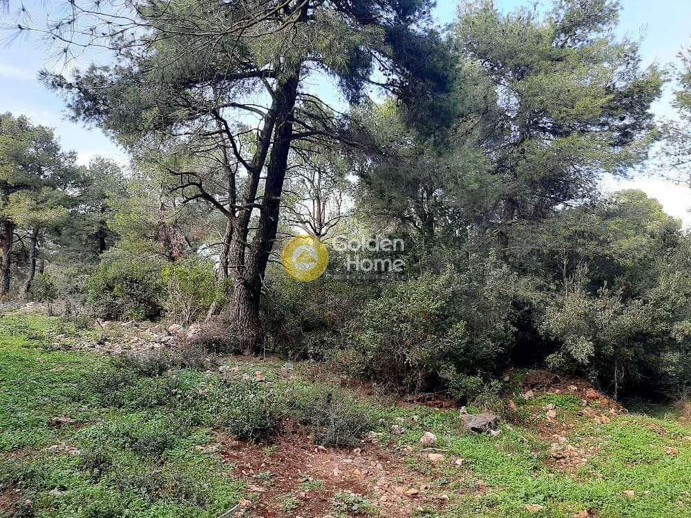 Οικόπεδο στην Αγία Τριάδα, Αφίδνες — Φωτογραφία 2 από 2