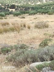 Οικόπεδο στην Καλαμάκι, Τυμπάκι — Φωτογραφία 18 από 20