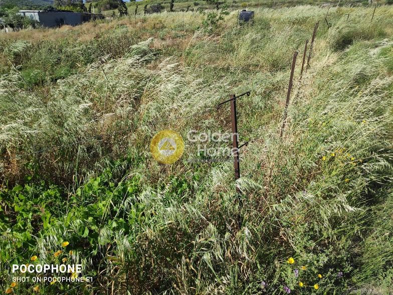 Αγροτεμάχιο στην Αμπελά, Αρχάνες — Φωτογραφία 13 από 30