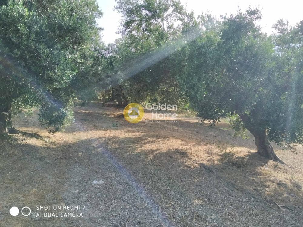 Οικόπεδο στην Πενταμόδι, Τετραχώρι — Φωτογραφία 4 από 5