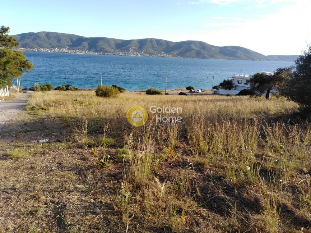 Αγροτεμάχιο στην Ρέστη, Σαλαμίνα — Φωτογραφία 2 από 2