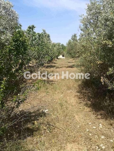 Parcel in Neapoli, Spata — Photo 5 of 5