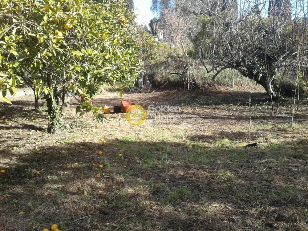 Parcel in Achilleio, Corfu — Photo 7 of 8