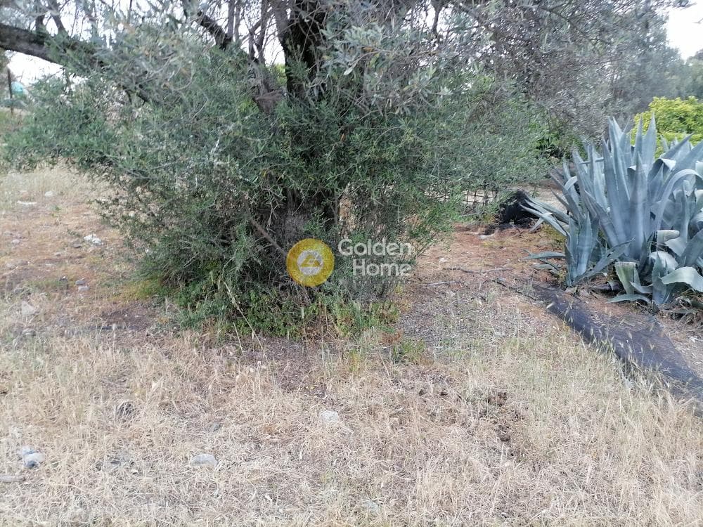 Building Plot in Kouses, Moires — Photo 15 of 22