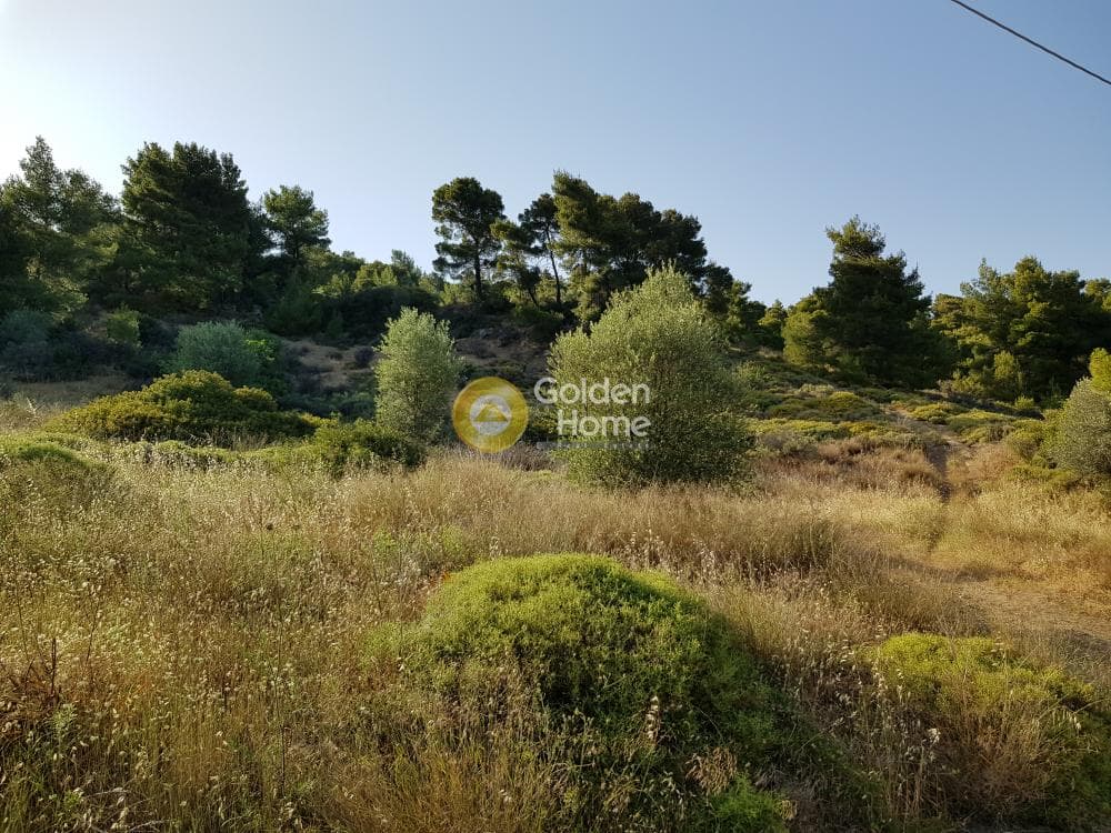 Αγροτεμάχιο στην Διόνυσος, Κερατέα — Φωτογραφία 3 από 3