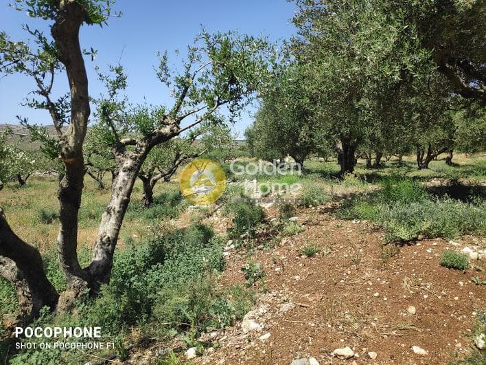 Parcel in Meleses, Archanes — Photo 24 of 31