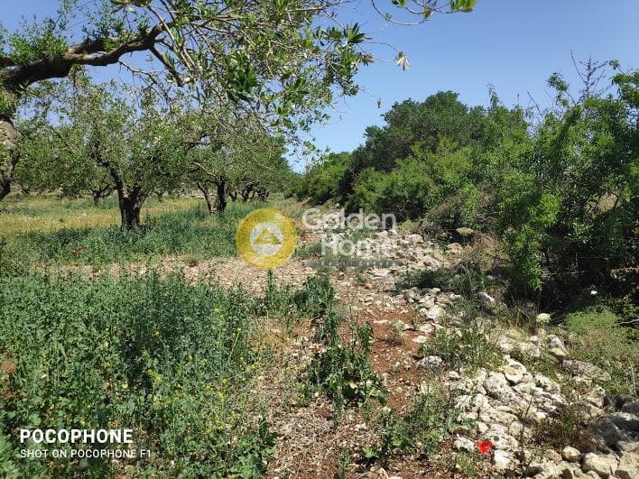 Parcel in Meleses, Archanes — Photo 30 of 31