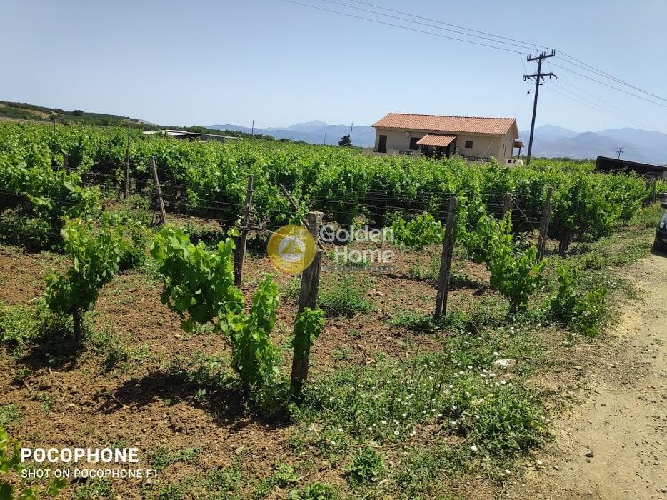 Parcel in Alagni, Arkalochori — Photo 10 of 19