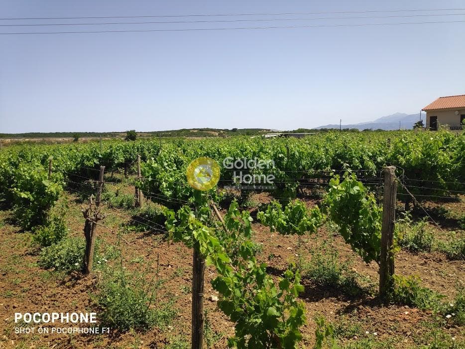 Parcel in Alagni, Arkalochori — Photo 13 of 19