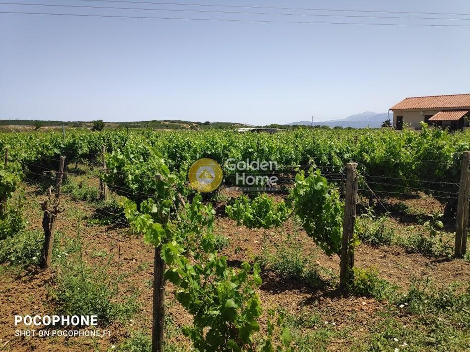 Parcel in Alagni, Arkalochori — Photo 14 of 19
