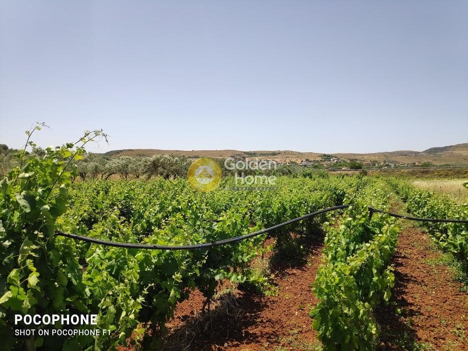 Parcel in Alagni, Arkalochori — Photo 19 of 31