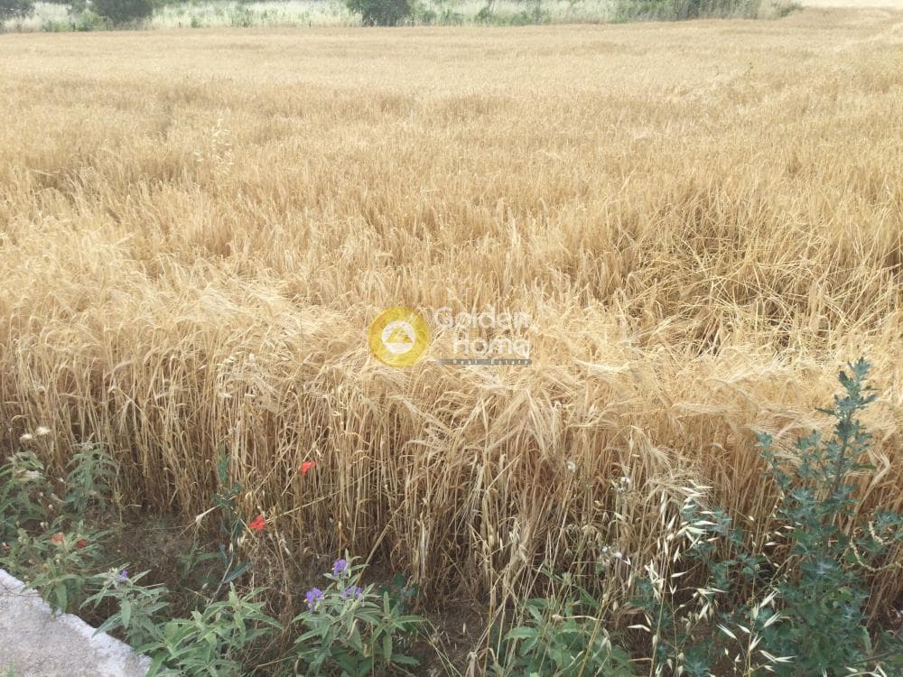 Αγροτεμάχιο στην Νέο Ρύσιο, Μίκρα — Φωτογραφία 2 από 3