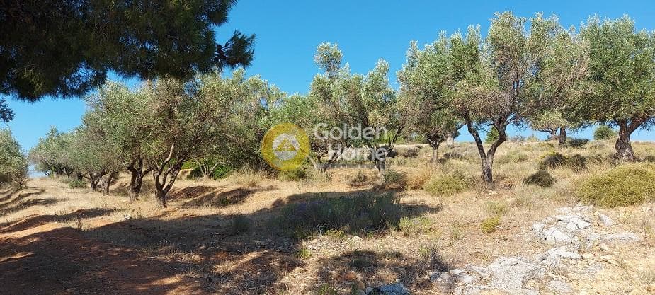Parcel in Oikismos Vgena, Rafina — Photo 17 of 18