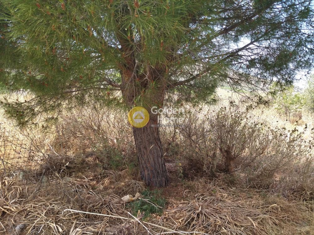 Αγροτεμάχιο στην Κέντρο, Κερατέα — Φωτογραφία 4 από 4