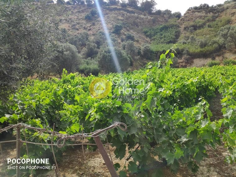 Αγροτεμάχιο στην Σταυράκια, Τετραχώρι — Φωτογραφία 3 από 22