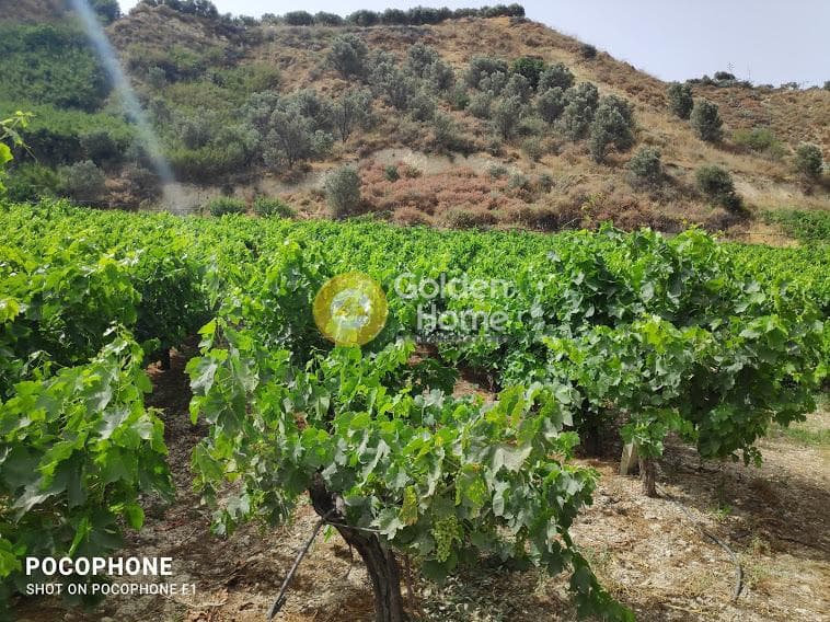 Αγροτεμάχιο στην Σταυράκια, Τετραχώρι — Φωτογραφία 8 από 22