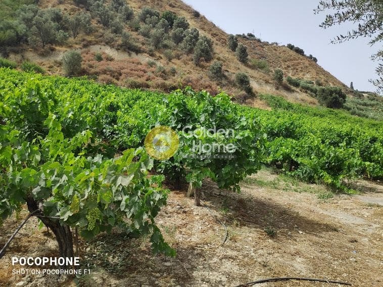 Αγροτεμάχιο στην Σταυράκια, Τετραχώρι — Φωτογραφία 19 από 22
