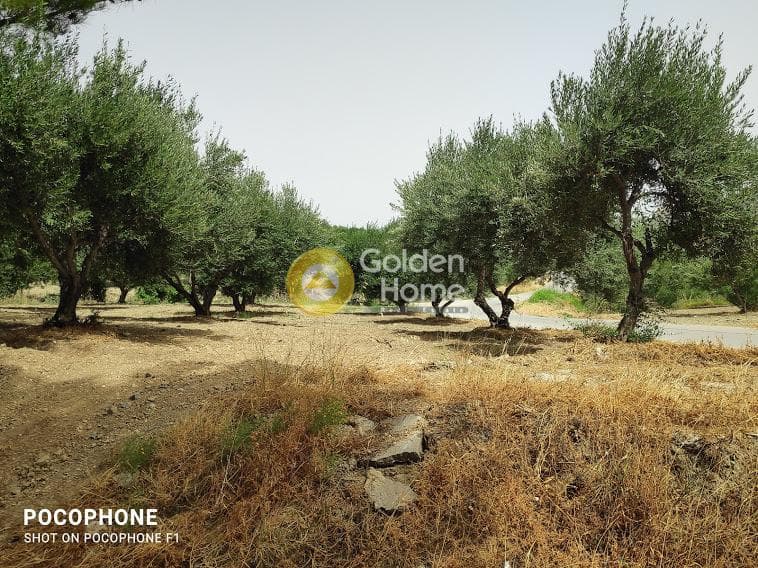 Αγροτεμάχιο στην Άγιος Μύρωνας, Τετραχώρι — Φωτογραφία 5 από 30