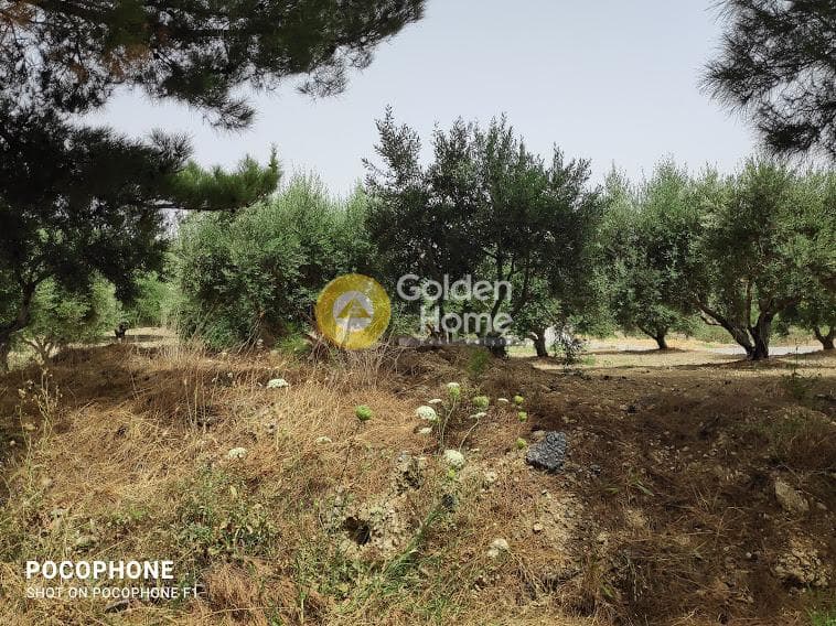 Αγροτεμάχιο στην Άγιος Μύρωνας, Τετραχώρι — Φωτογραφία 9 από 30