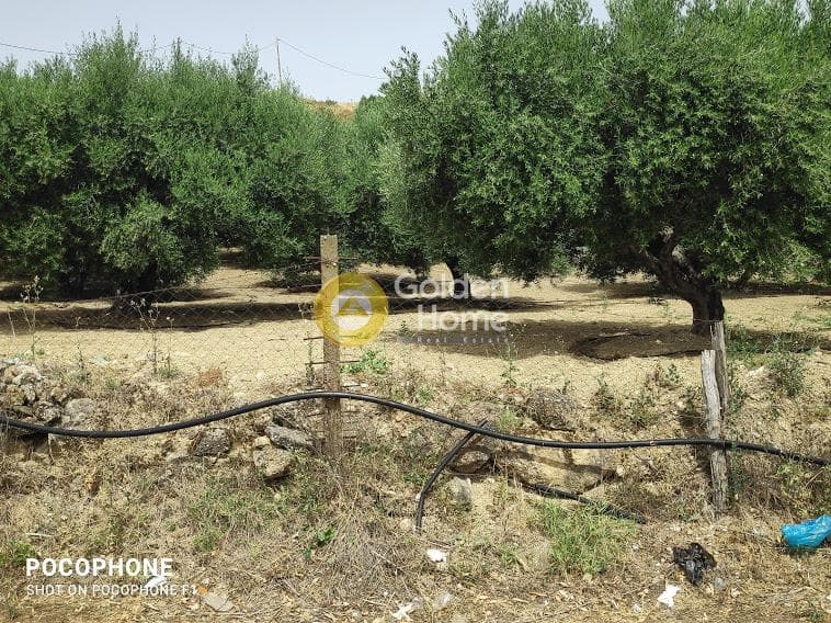 Αγροτεμάχιο στην Άγιος Μύρωνας, Τετραχώρι — Φωτογραφία 15 από 30
